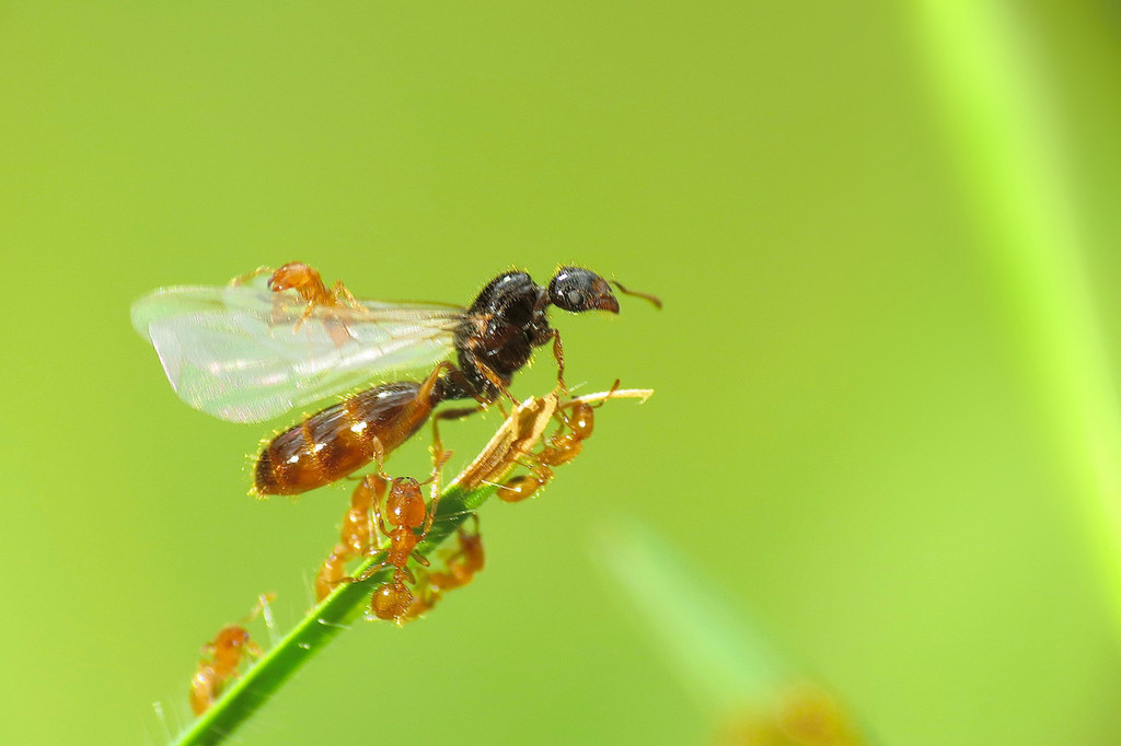 Yellow Fire Ant