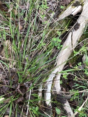 Scleria oligantha