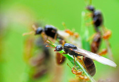 Solenopsis punctaticeps