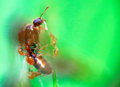 Solenopsis punctaticeps