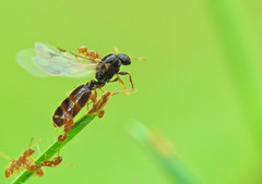 Solenopsis punctaticeps