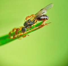 Solenopsis punctaticeps