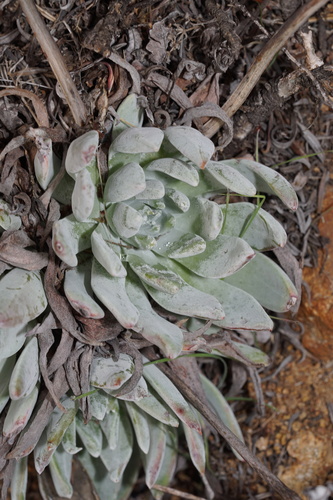 Foto de Suculenta Estrelada