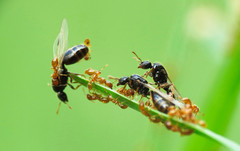 Solenopsis punctaticeps
