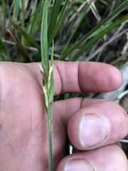 Scleria oligantha