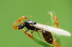 Solenopsis punctaticeps