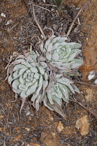 Foto de Suculenta Estrelada