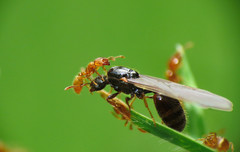 Solenopsis punctaticeps