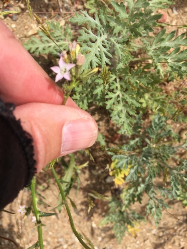 Coastal gilia (Gilia diegensis)