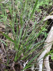 Scleria oligantha