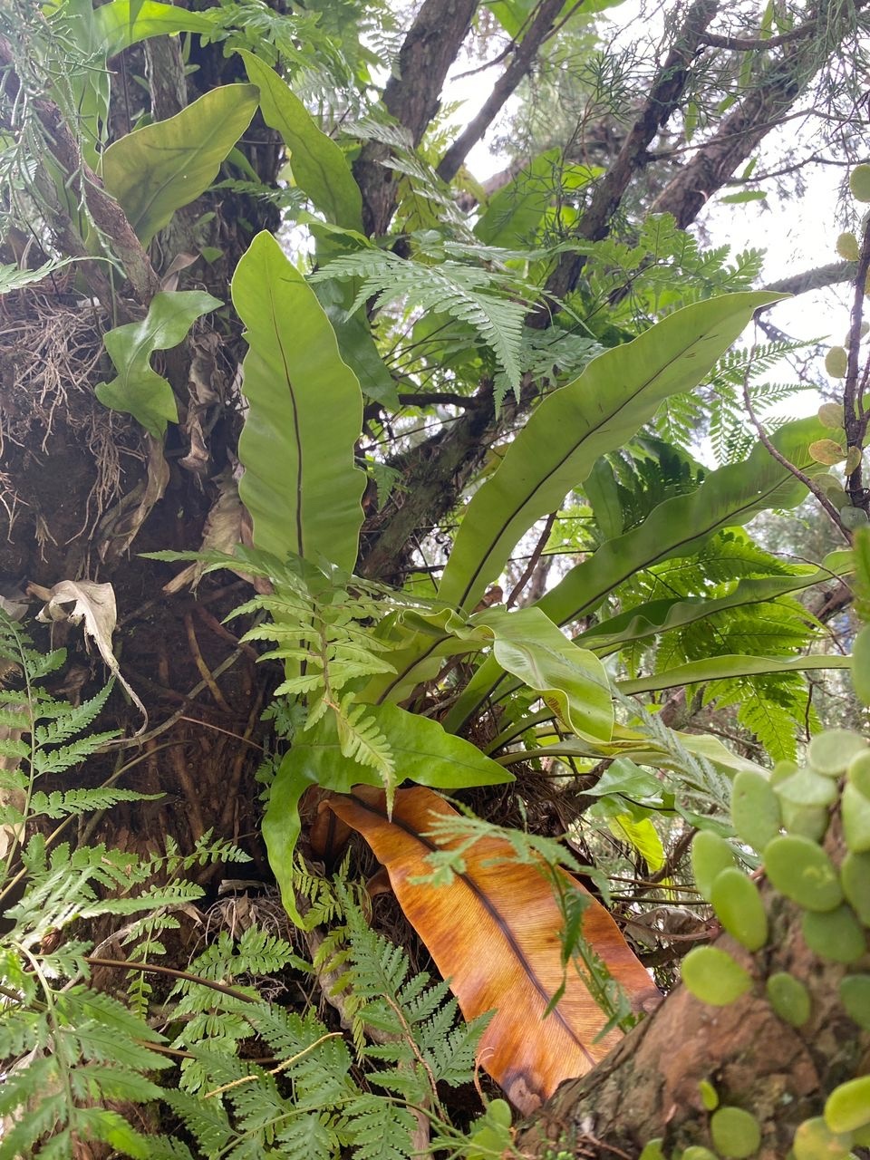 Imagem de Samambaia-americana