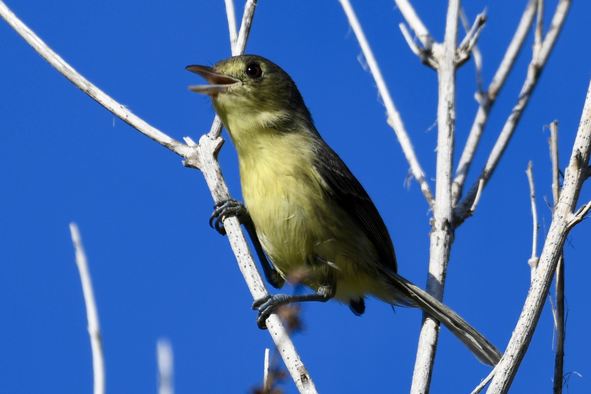 Cuban Vireo (Vireo gundlachii), photo 5