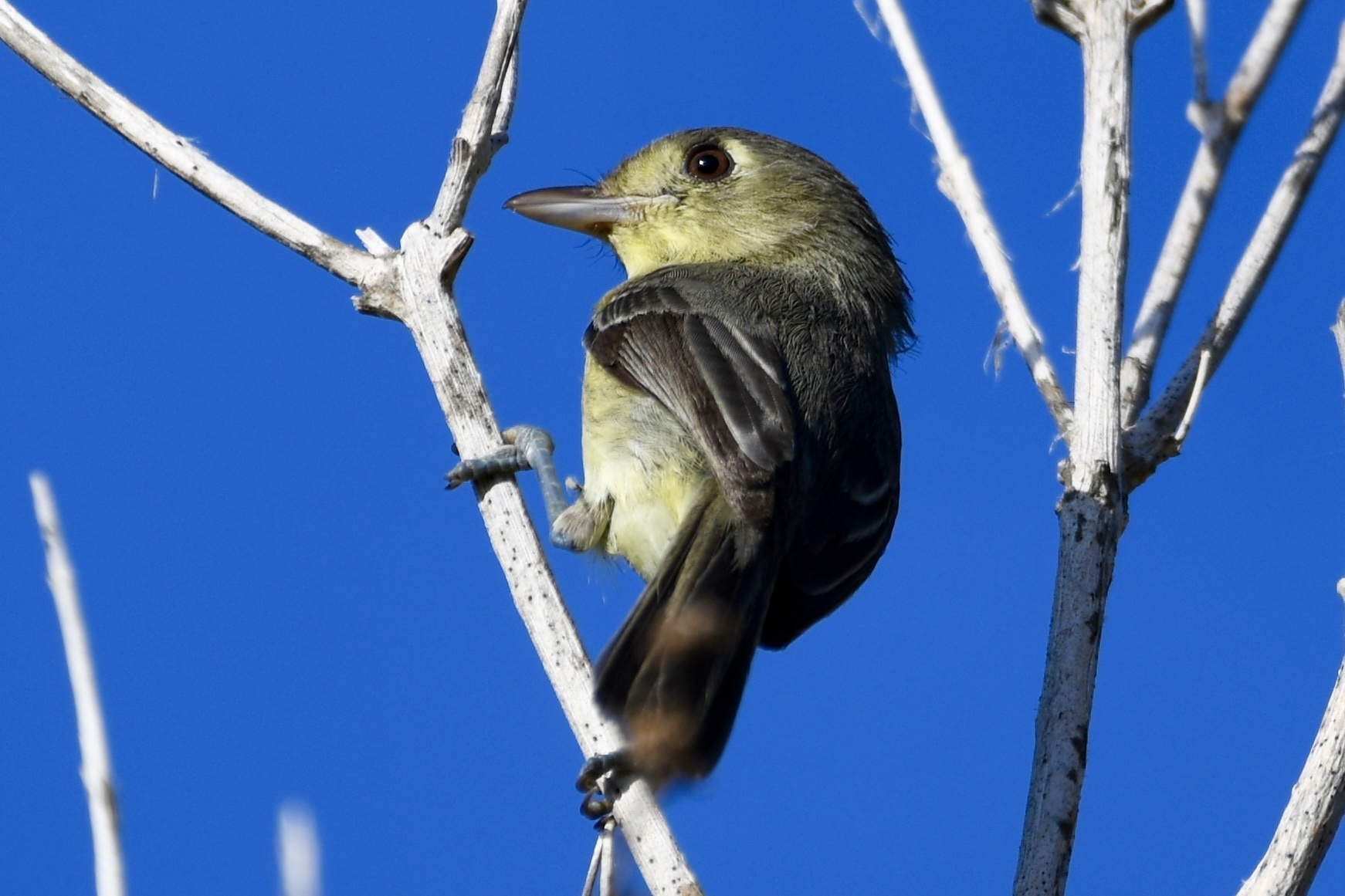 Cuban Vireo (Vireo gundlachii), photo 6