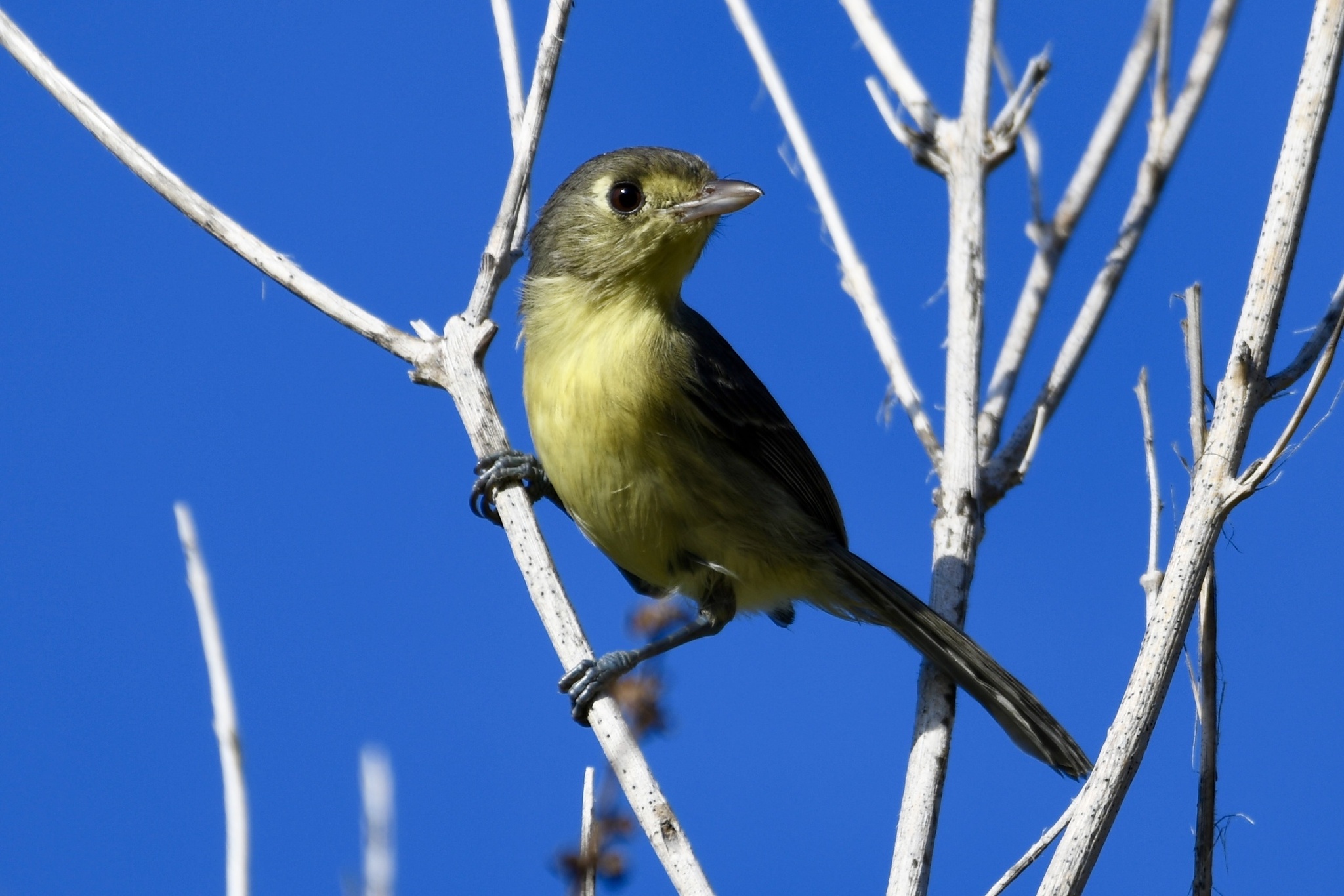 Cuban Vireo (Vireo gundlachii), photo 7