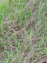 Carex melanostachya