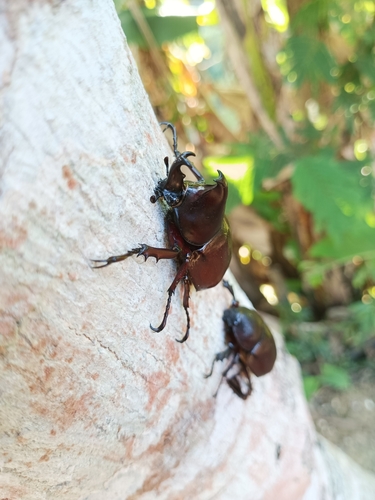 Siamese Rhinoceros Beetle