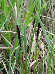 Carex melanostachya