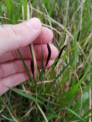 Carex melanostachya