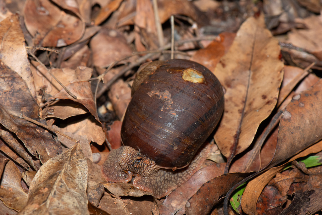 Giant Panda Snail from Dundas QLD 4306, Australia on January 19, 2024