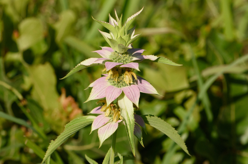 Monarda punctata var. intermedia