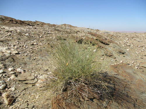Image of Orthanthera albida by no rights reserved