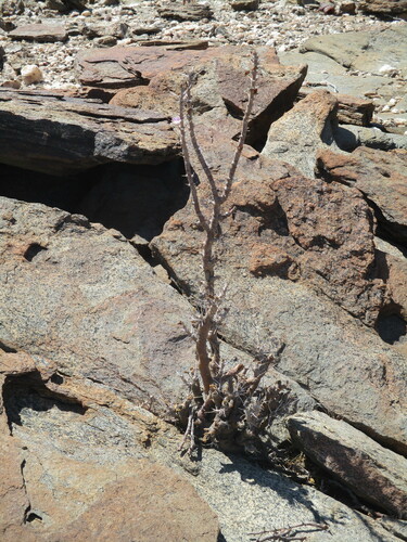 Image of Monsonia marlothii by no rights reserved