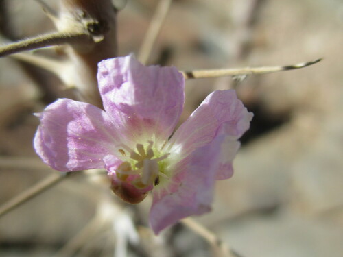 Image of Monsonia marlothii by no rights reserved