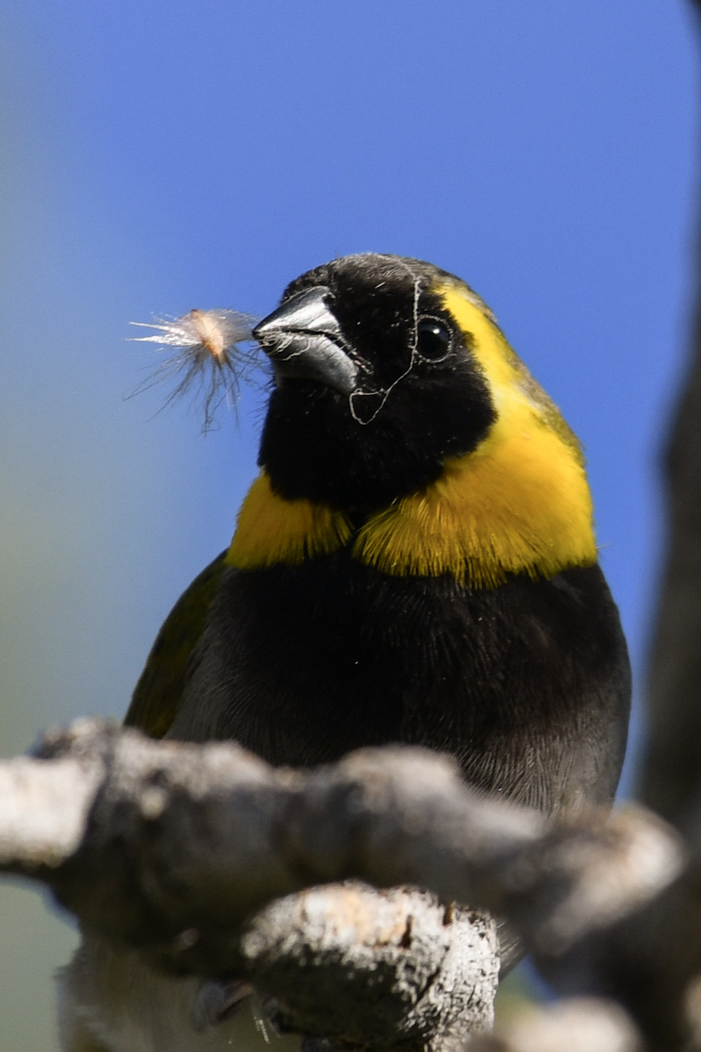 Cuban Grassquit (Phonipara canora), photo 3