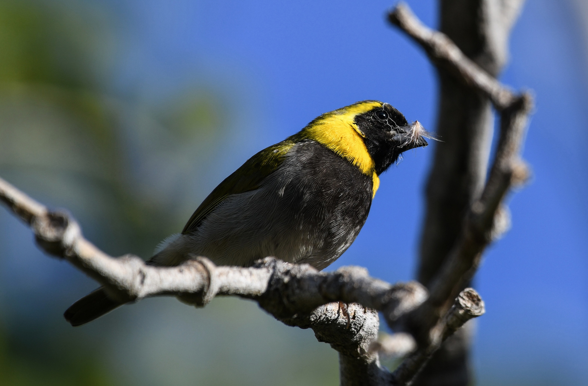 Cuban Grassquit (Phonipara canora), photo 4
