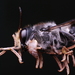 Megachile lucidiventris - Photo (c) J. Sayers, osa oikeuksista pidätetään (CC BY), lähettänyt J. Sayers