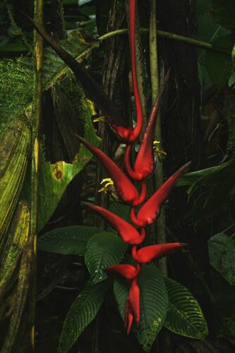 Heliconia trichocarpa