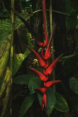 (c) Gary Yong Gee, some rights reserved (CC BY) Heliconia trichocarpa, photograph (c) Gary Yong Gee, some rights reserved (CC BY)