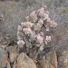 Crassula arborescens