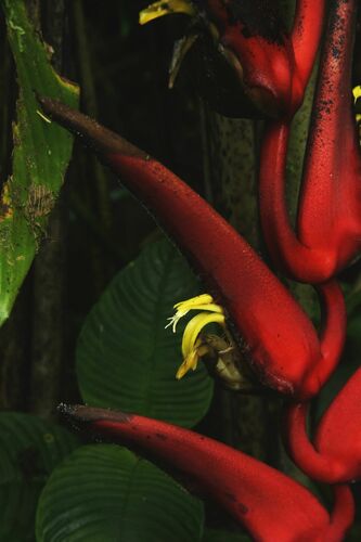 Heliconia trichocarpa, photograph 2