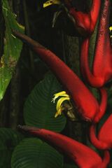 (c) Gary Yong Gee, some rights reserved (CC BY) Heliconia trichocarpa, photograph (c) Gary Yong Gee, some rights reserved (CC BY)