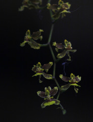 Oncidium leleui