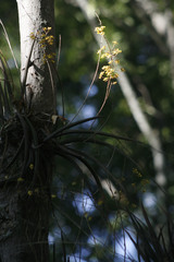 Trichocentrum brachyphyllum