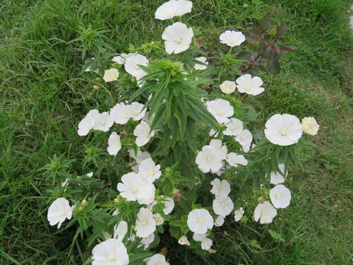 Anoda albiflora, photograph 3