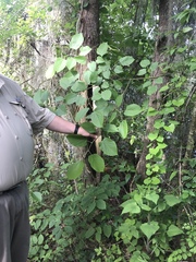 Tilia americana caroliniana