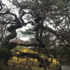 Ulmus glabra camperdownii