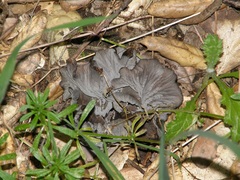 Craterellus atrocinereus