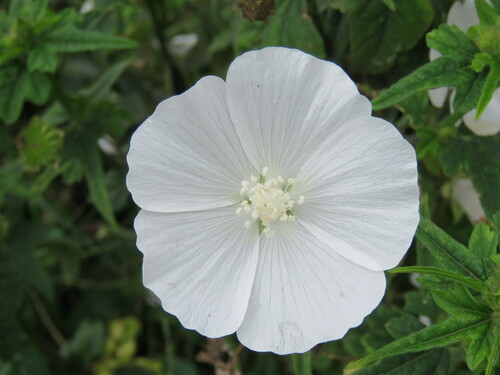 Anoda albiflora, photograph 4