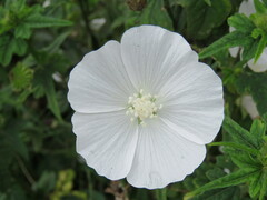 Anoda albiflora, photograph (c) Alexis López Hernández, some rights reserved (CC BY)