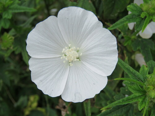Anoda albiflora, photograph 5
