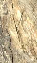 Hemidactylus mabouia