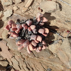 Cerochlamys pachyphylla