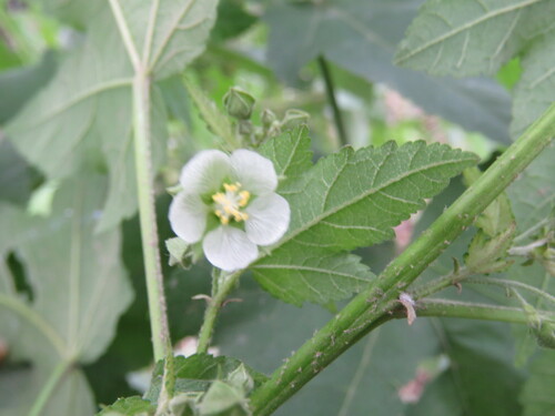 Kearnemalvastrum lacteum, photograph 2