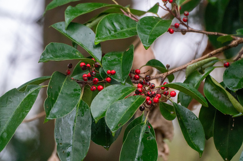 Ilex rotunda