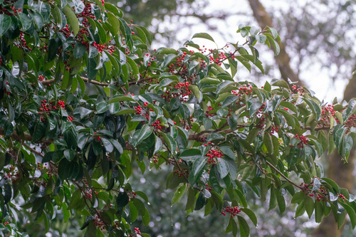 Ilex rotunda