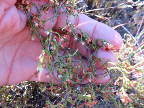 Image of Erica multiflexuosa by (c) linkie, some rights reserved (CC BY)